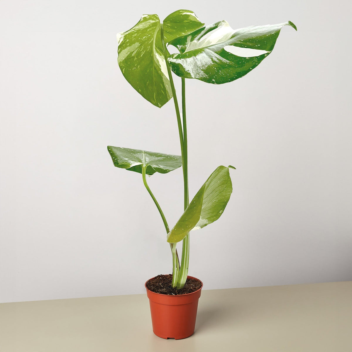Monstera 'Thai Constellation' - BetterGrow Hydro