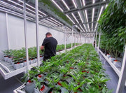 Multi - Tier Continuous / Custom Tray Bench System - per square foot - BetterGrow Hydro