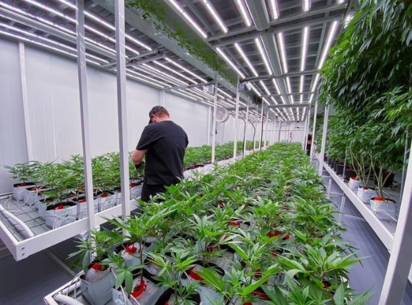 Multi - Tier Continuous / Custom Tray Bench System - per square foot - BetterGrow Hydro