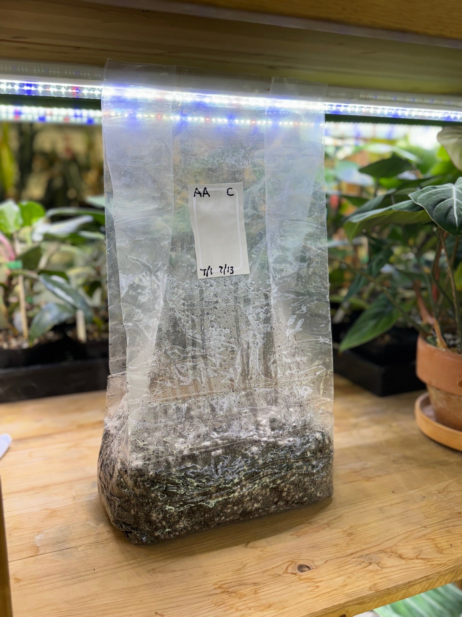 Mushroom Magic CVG Substrate Bag - 3 lb - BetterGrow Hydro