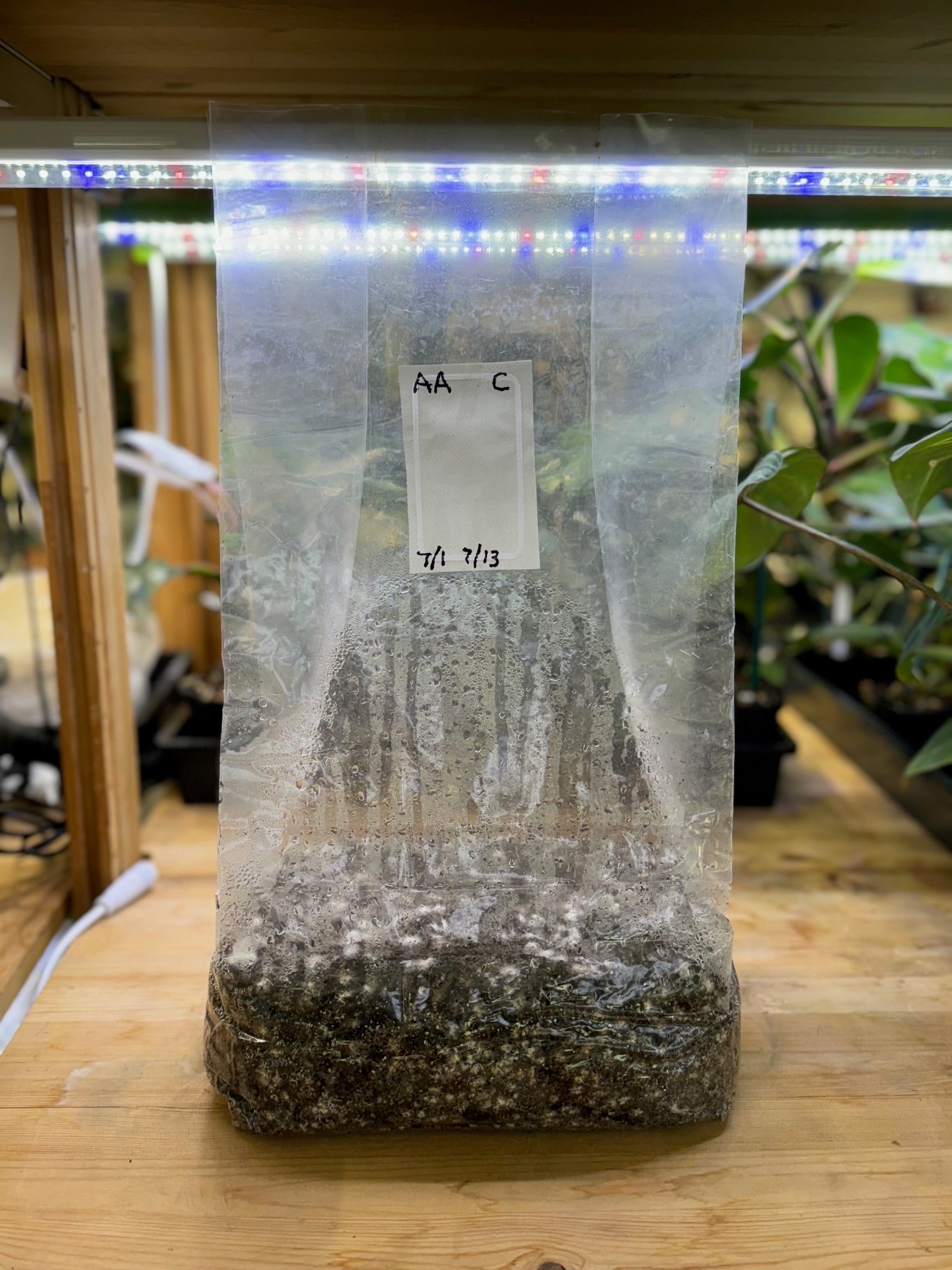 Mushroom Magic CVG Substrate Bag - 3 lb - BetterGrow Hydro