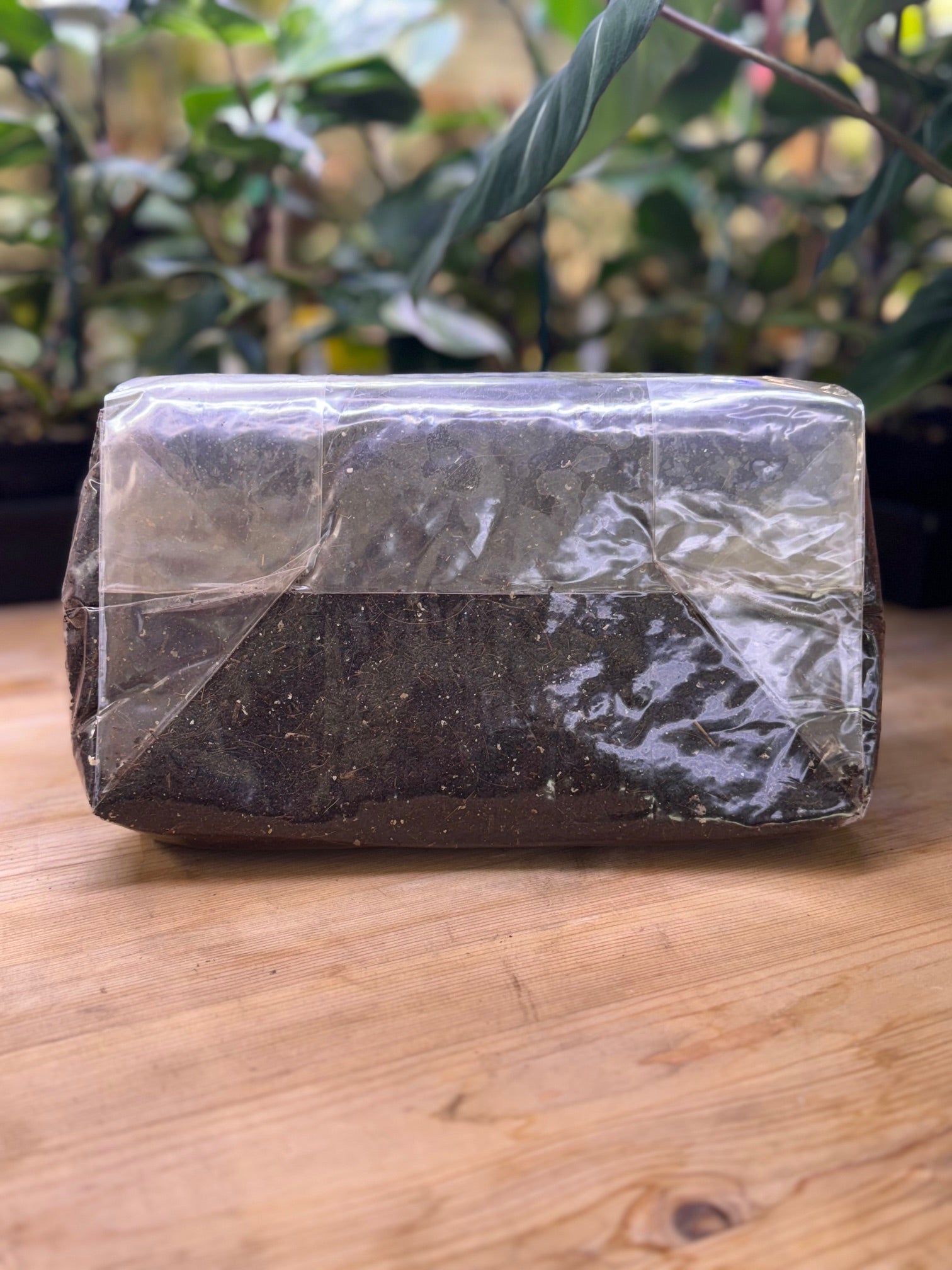 Mushroom Magic CVG Substrate Bag - 3 lb - BetterGrow Hydro