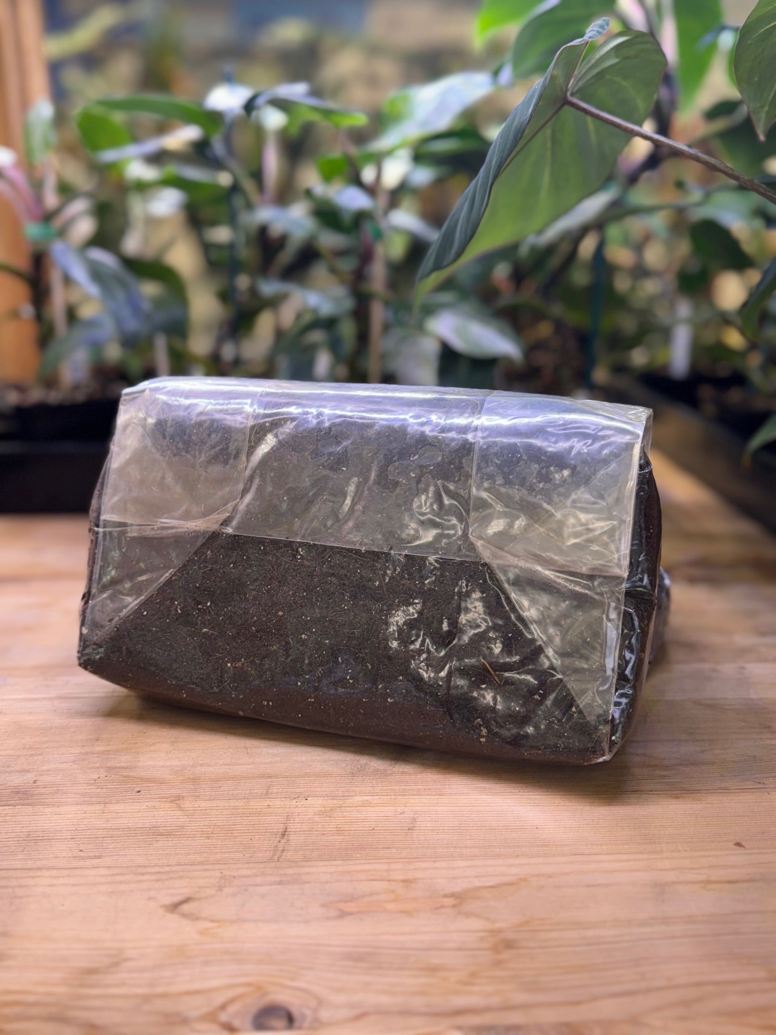Mushroom Magic CVG Substrate Bag - 3 lb - BetterGrow Hydro