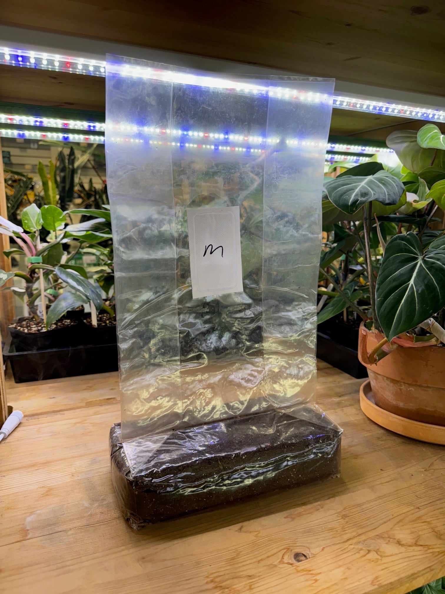 Mushroom Magic Manure - Based Substrate Bag - 3 lb - BetterGrow Hydro