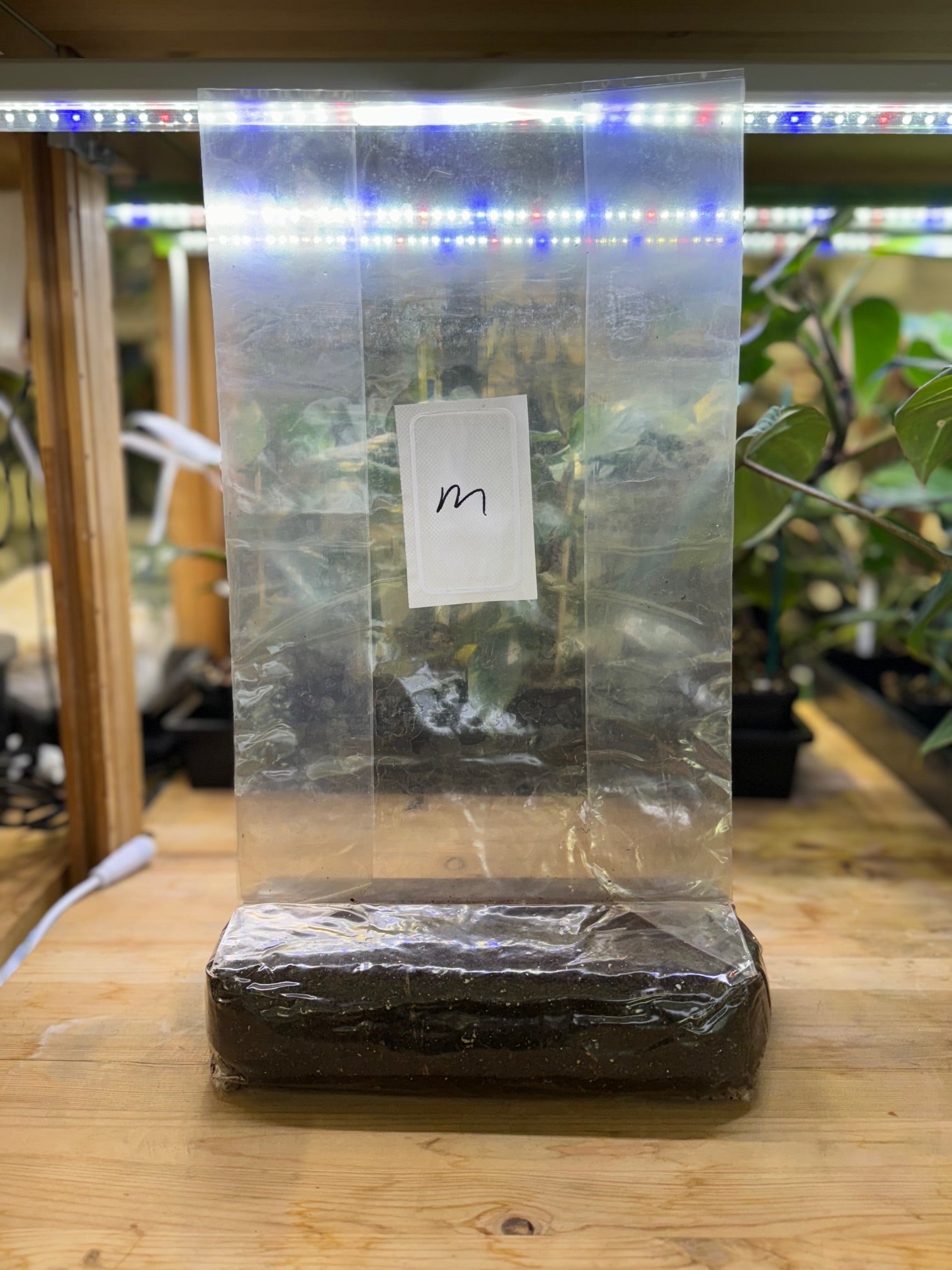 Mushroom Magic Manure - Based Substrate Bag - 3 lb - BetterGrow Hydro
