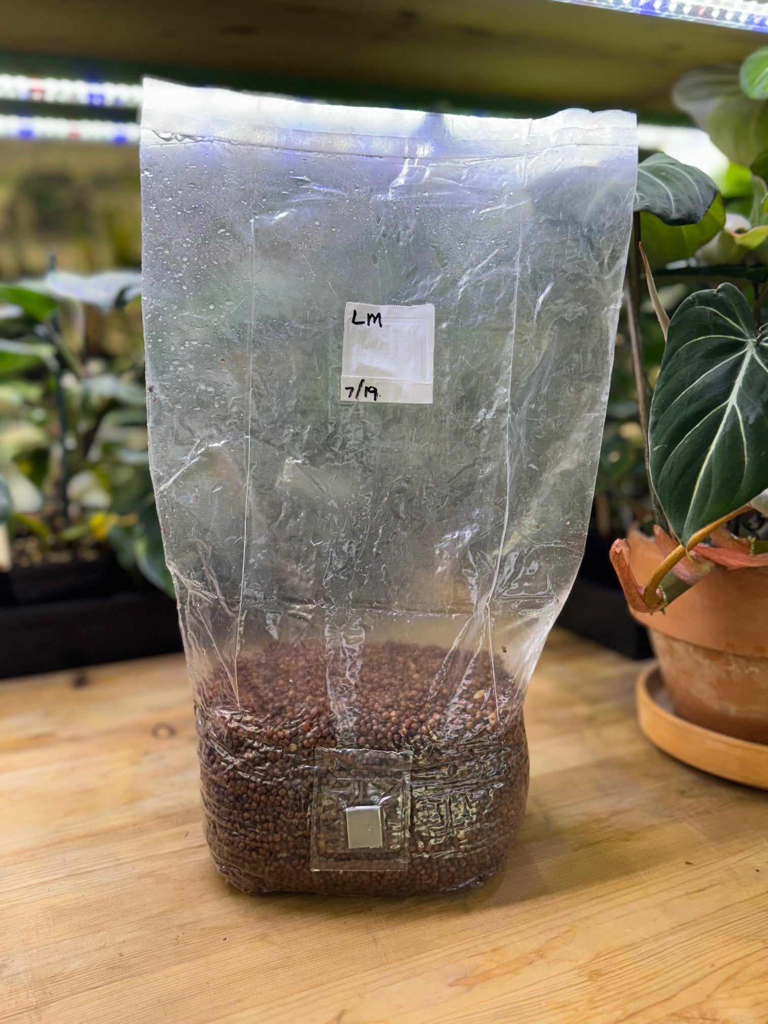 Mushroom Magic Red Milo Grain Bag - 3 lb - BetterGrow Hydro