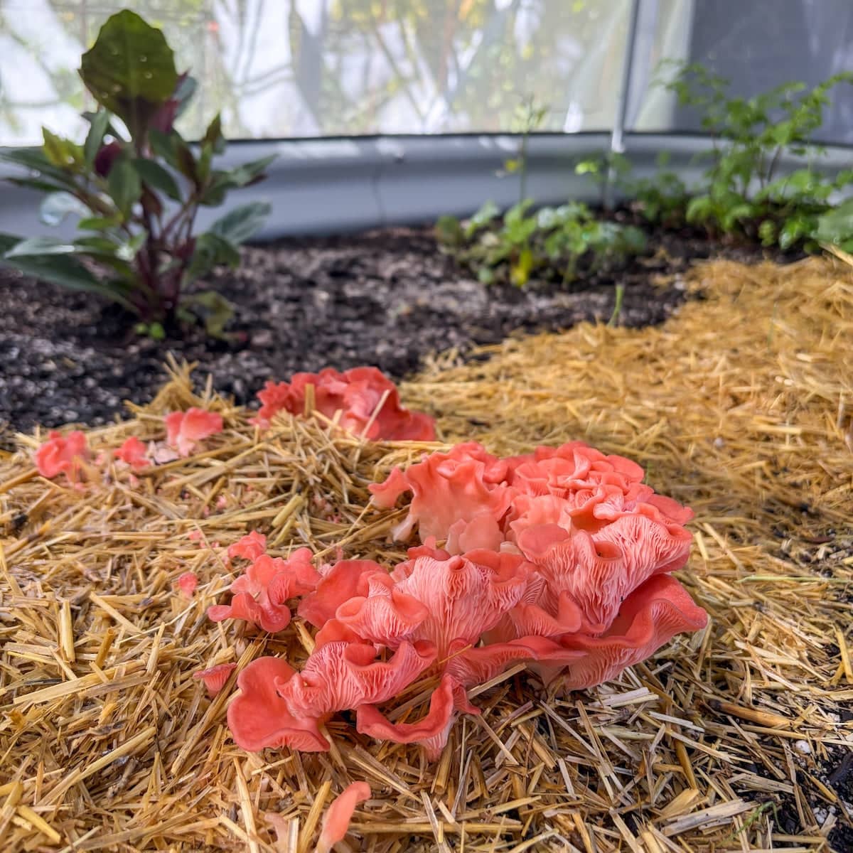 MycoSphere - BetterGrow Hydro