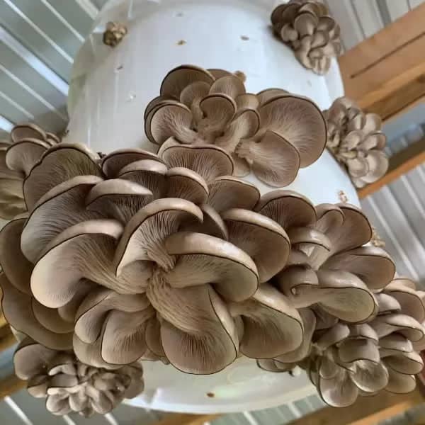 MycoStraw - BetterGrow Hydro