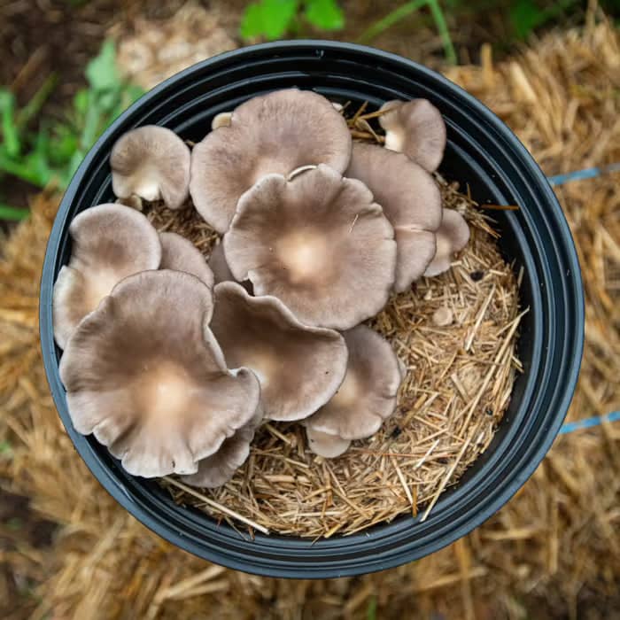 MycoStraw - BetterGrow Hydro