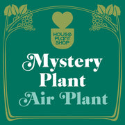 Mystery Air Plant - BetterGrow Hydro