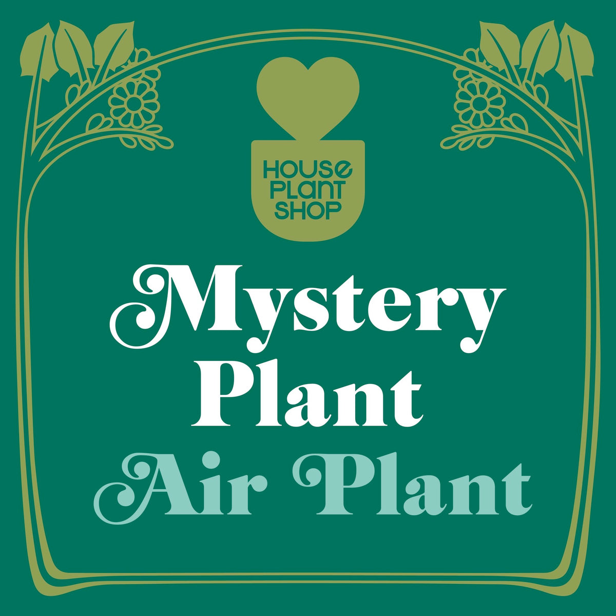 Mystery Air Plant - BetterGrow Hydro