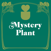Mystery House Plant - 3" Pot - BetterGrow Hydro