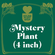 Mystery Pet-Friendly House Plant - BetterGrow Hydro
