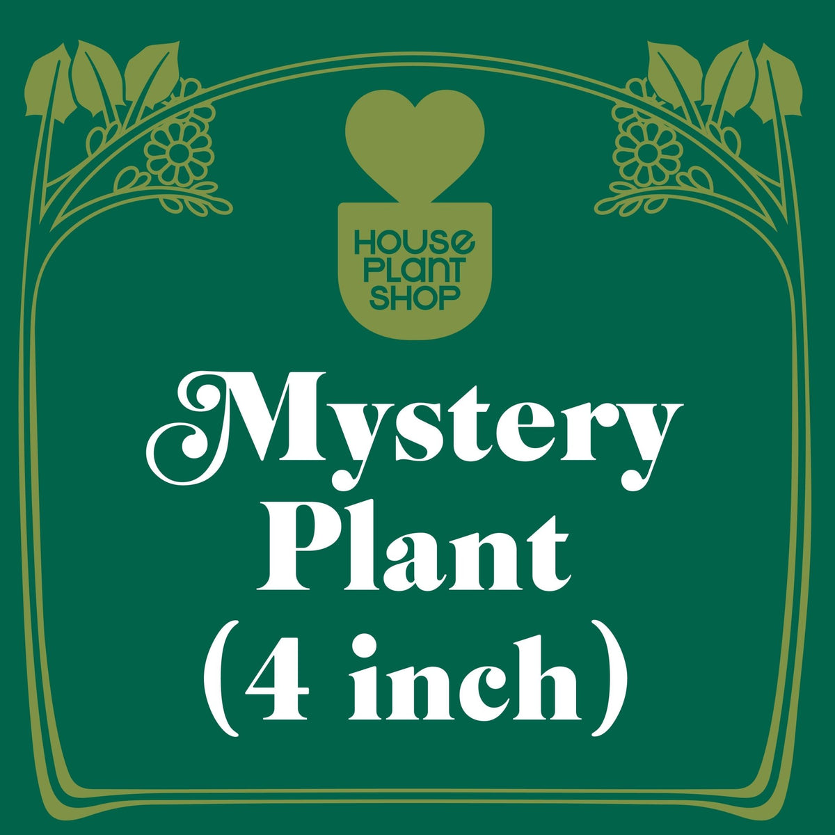 Mystery Pet-Friendly House Plant - BetterGrow Hydro