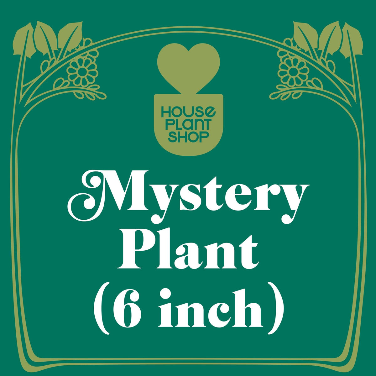 Mystery Pet-Friendly House Plant - BetterGrow Hydro