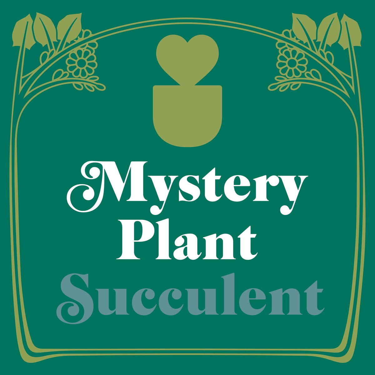 Mystery Succulent House Plant - BetterGrow Hydro