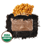 Nameko 'Plant & Grow' Mushroom Starter Block - BetterGrow Hydro