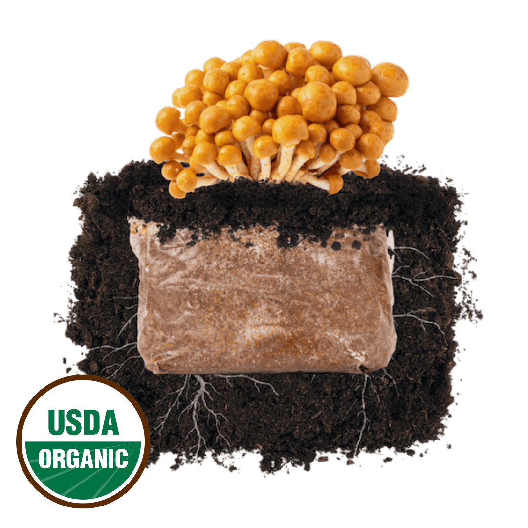 Nameko 'Plant & Grow' Mushroom Starter Block - BetterGrow Hydro