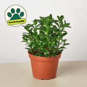 Nematanthus Candy Corn Plant 'Brazilian Firecracker' - BetterGrow Hydro