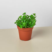 Nettle 'Baby's Tear' - BetterGrow Hydro