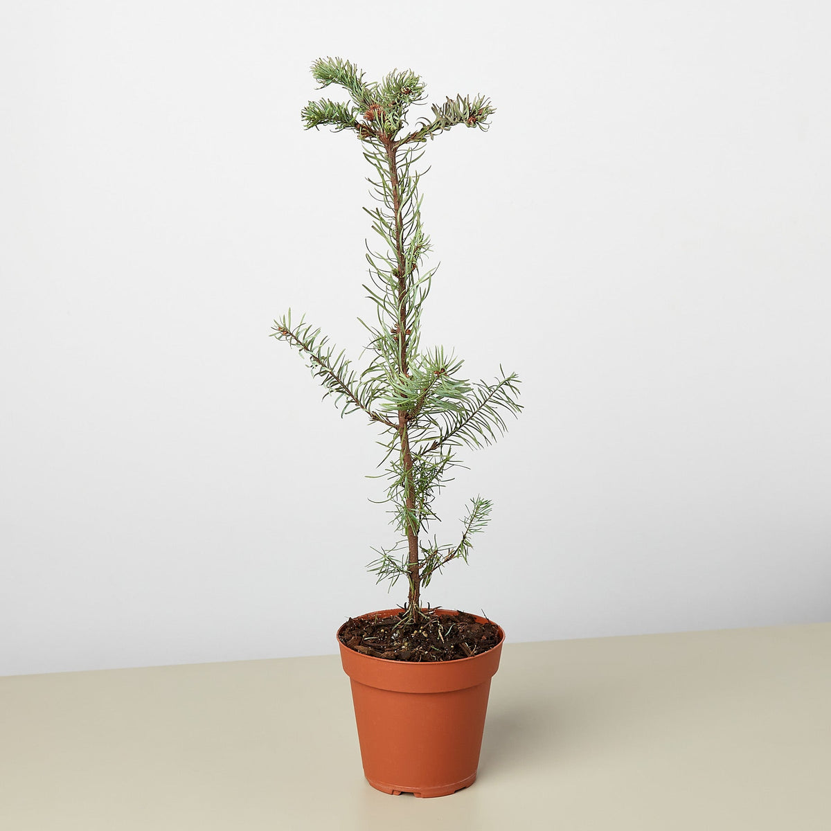 Noble Fir Tree - BetterGrow Hydro