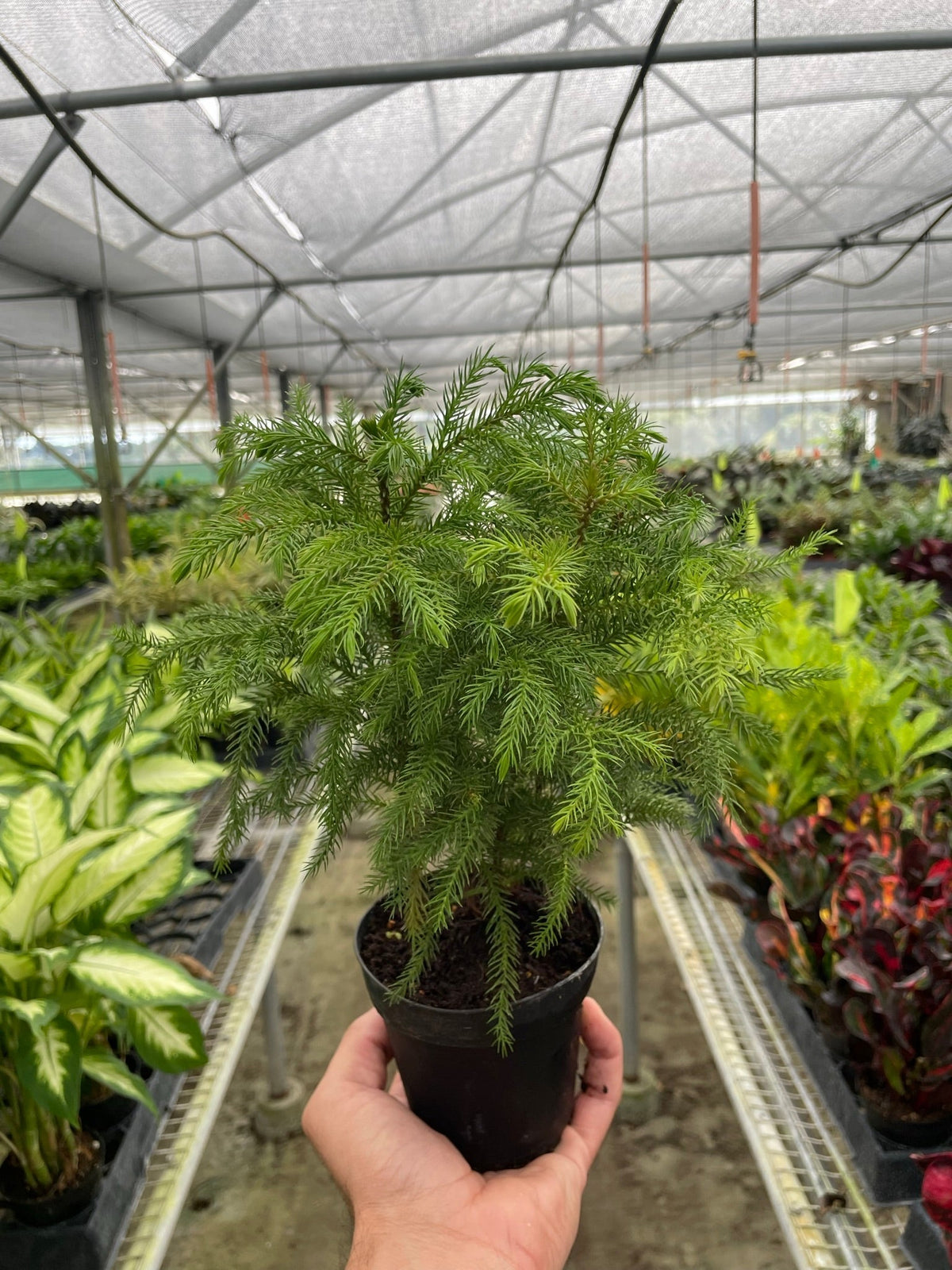 Norfolk 'Island Pine' - BetterGrow Hydro