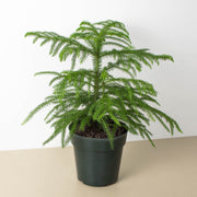 Norfolk 'Island Pine' - BetterGrow Hydro