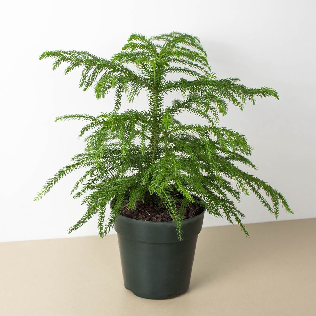 Norfolk 'Island Pine' - BetterGrow Hydro