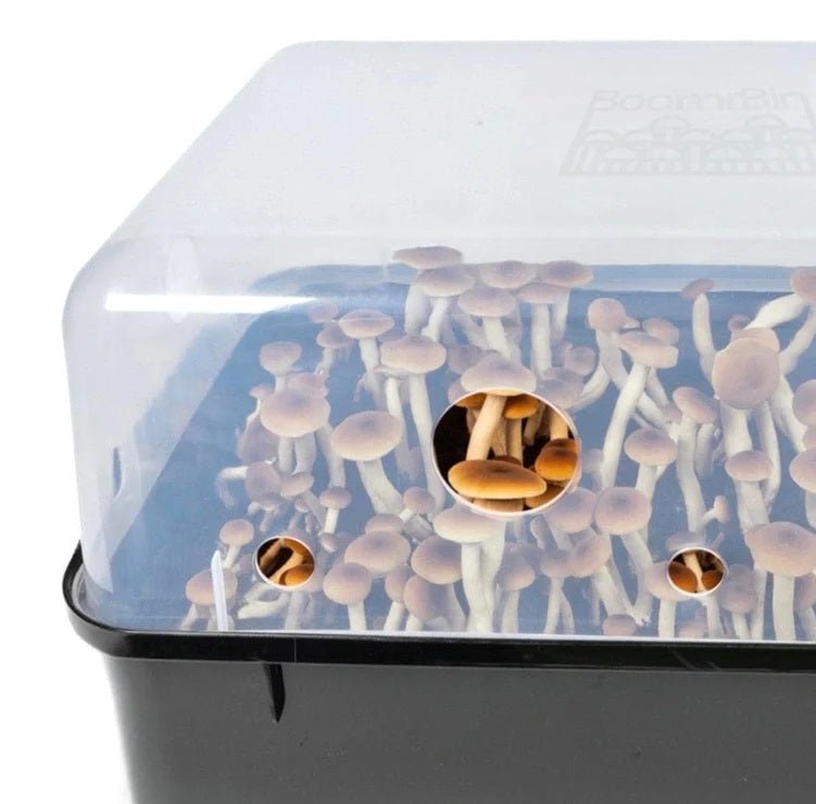 North Spore 'Boomr Bin' Mushroom Monotub + Filters - BetterGrow Hydro