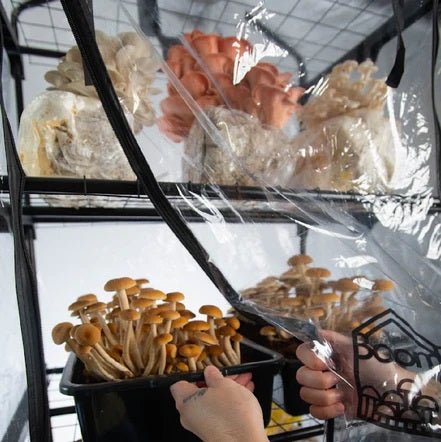 North Spore 'BoomRoom II' Automated Martha Tent Mushroom Grow Kit - BetterGrow Hydro