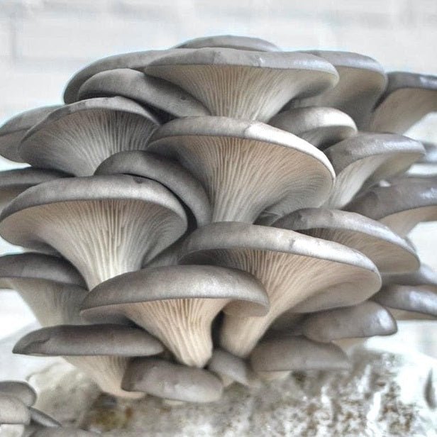 North Spore Organic Blue Oyster Mushroom Grow Kit Fruiting Block - BetterGrow Hydro