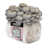 North Spore Organic Blue Oyster Mushroom Grow Kit Fruiting Block - BetterGrow Hydro
