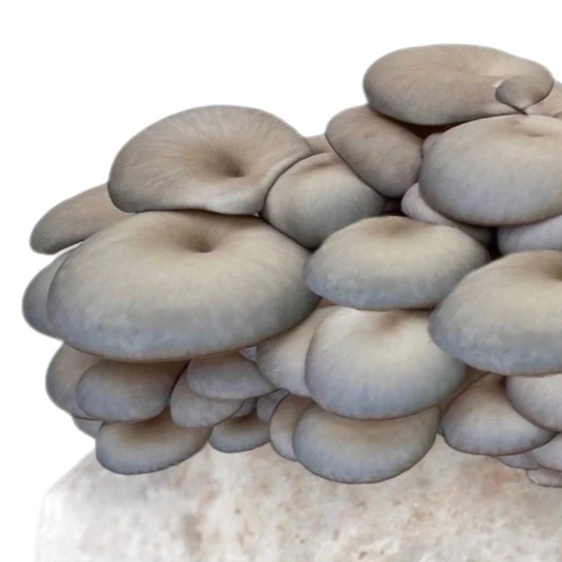 North Spore Organic Blue Oyster Mushroom Grow Kit Fruiting Block - BetterGrow Hydro