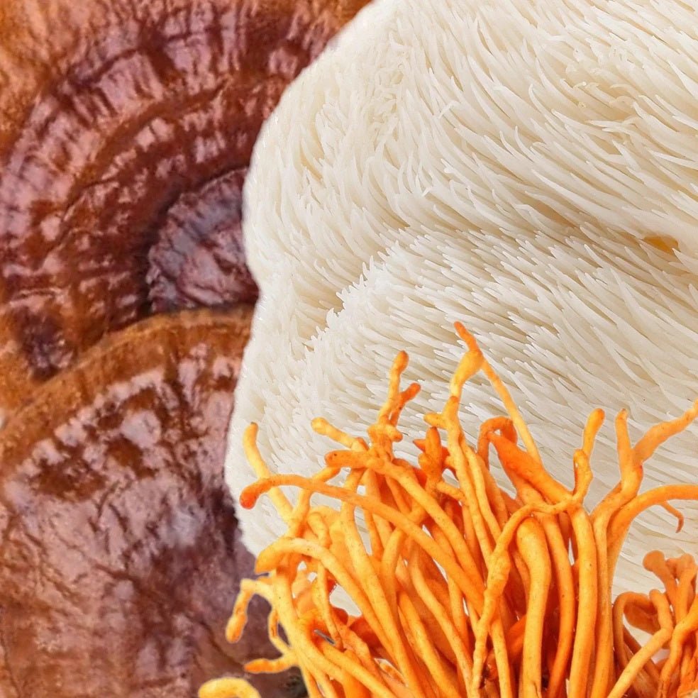 North Spore Organic ‘Clarity’ High Potency Mushroom Capsules - BetterGrow Hydro