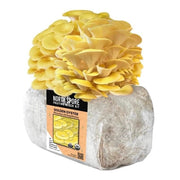 North Spore Organic Golden Oyster Mushroom Grow Kit Fruiting Block - BetterGrow Hydro