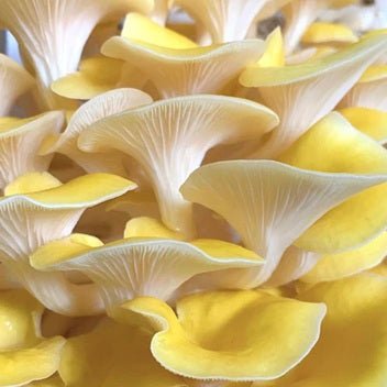 North Spore Organic Golden Oyster Mushroom Grow Kit Fruiting Block - BetterGrow Hydro