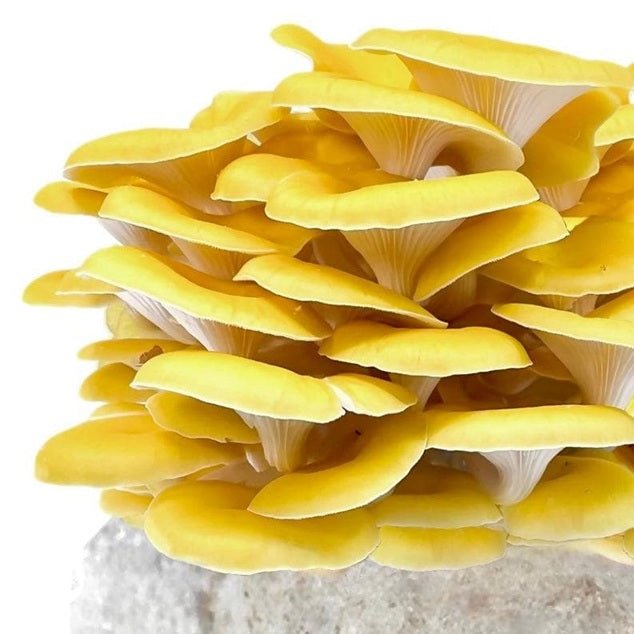 North Spore Organic Golden Oyster Mushroom Grow Kit Fruiting Block - BetterGrow Hydro