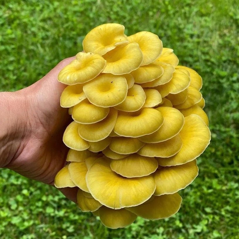 North Spore Organic Golden Oyster Mushroom Grow Kit Fruiting Block - BetterGrow Hydro