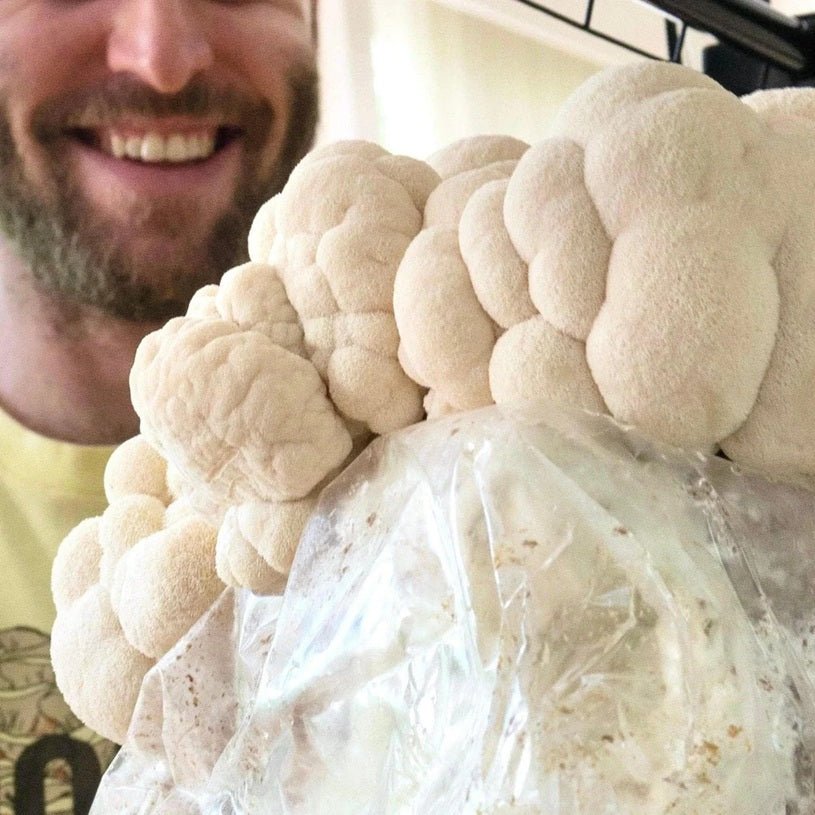 North Spore Organic Lion's Mane Mushroom Grow Kit Fruiting Block - BetterGrow Hydro