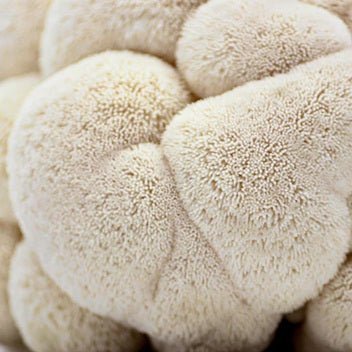 North Spore Organic Lion's Mane Mushroom Grow Kit Fruiting Block - BetterGrow Hydro