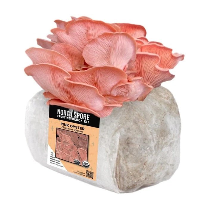 North Spore Organic Pink Oyster Mushroom Grow Kit Fruiting Block - BetterGrow Hydro