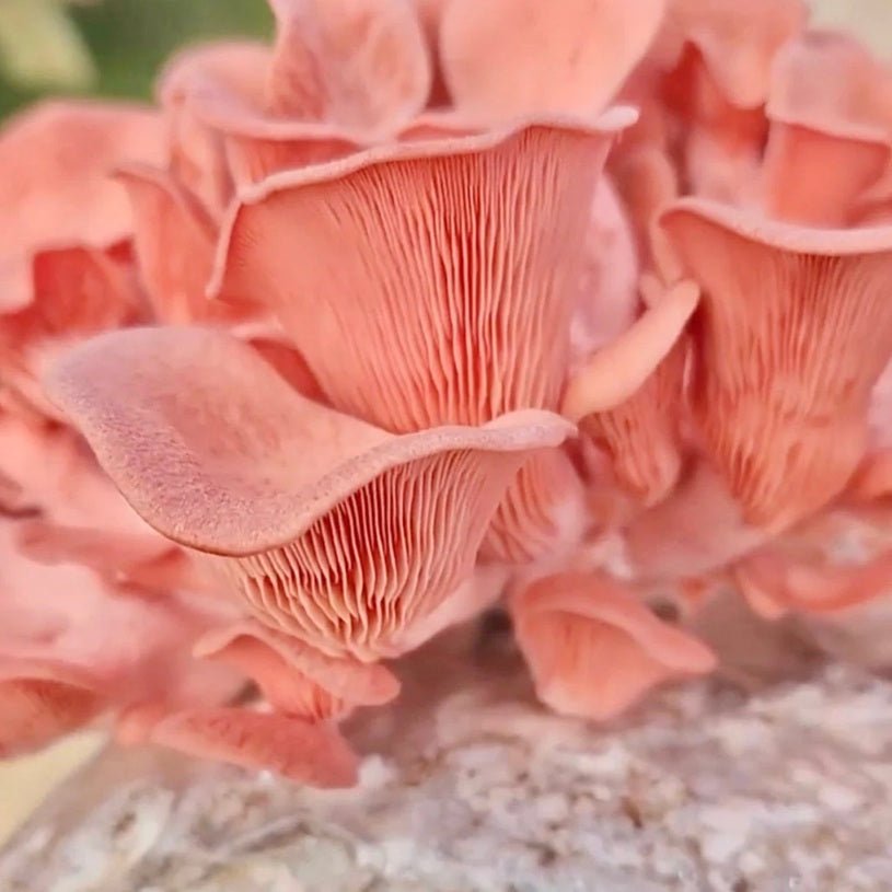 North Spore Organic Pink Oyster Mushroom Grow Kit Fruiting Block - BetterGrow Hydro