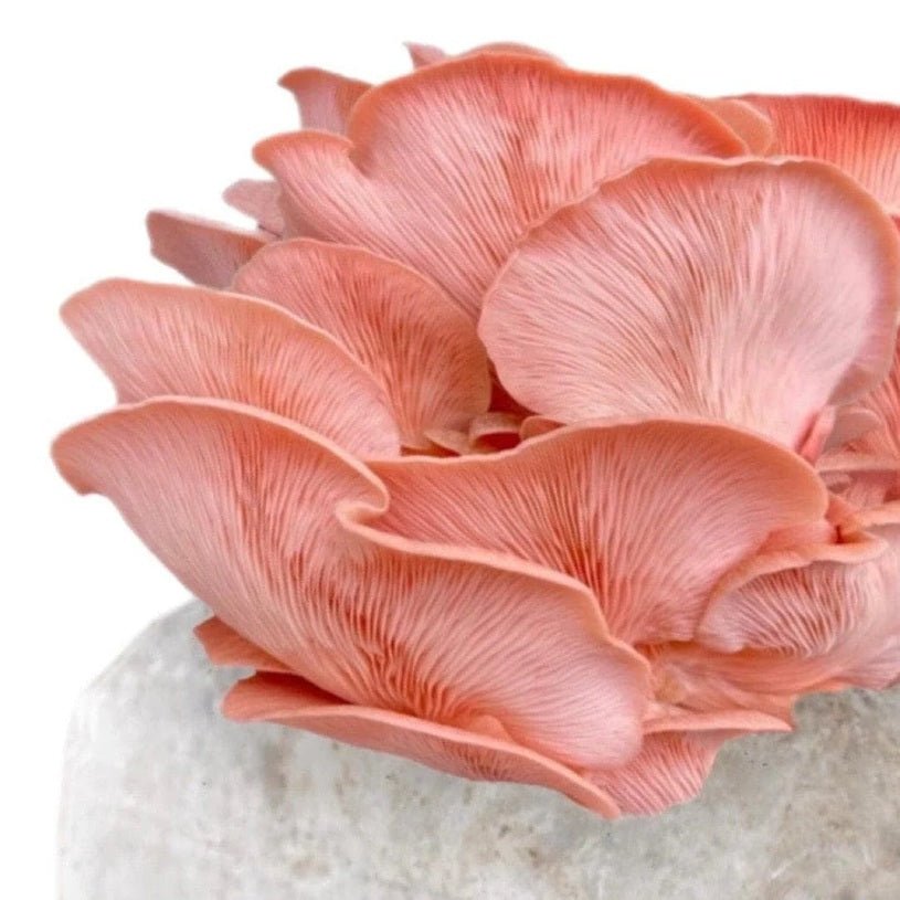 North Spore Organic Pink Oyster Mushroom Grow Kit Fruiting Block - BetterGrow Hydro