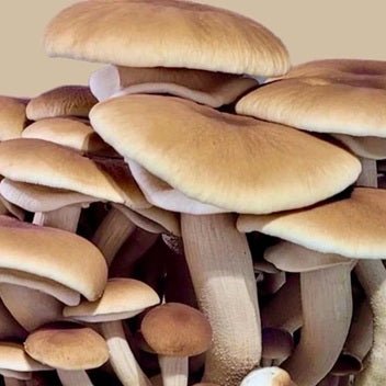 North Spore Organic Pioppino Mushroom Grow Kit Fruiting Block - BetterGrow Hydro