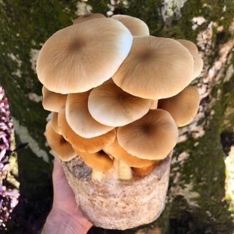 North Spore Organic Pioppino Mushroom Grow Kit Fruiting Block - BetterGrow Hydro
