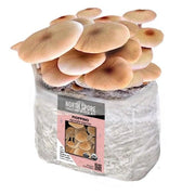 North Spore Organic Pioppino Mushroom Grow Kit Fruiting Block - BetterGrow Hydro