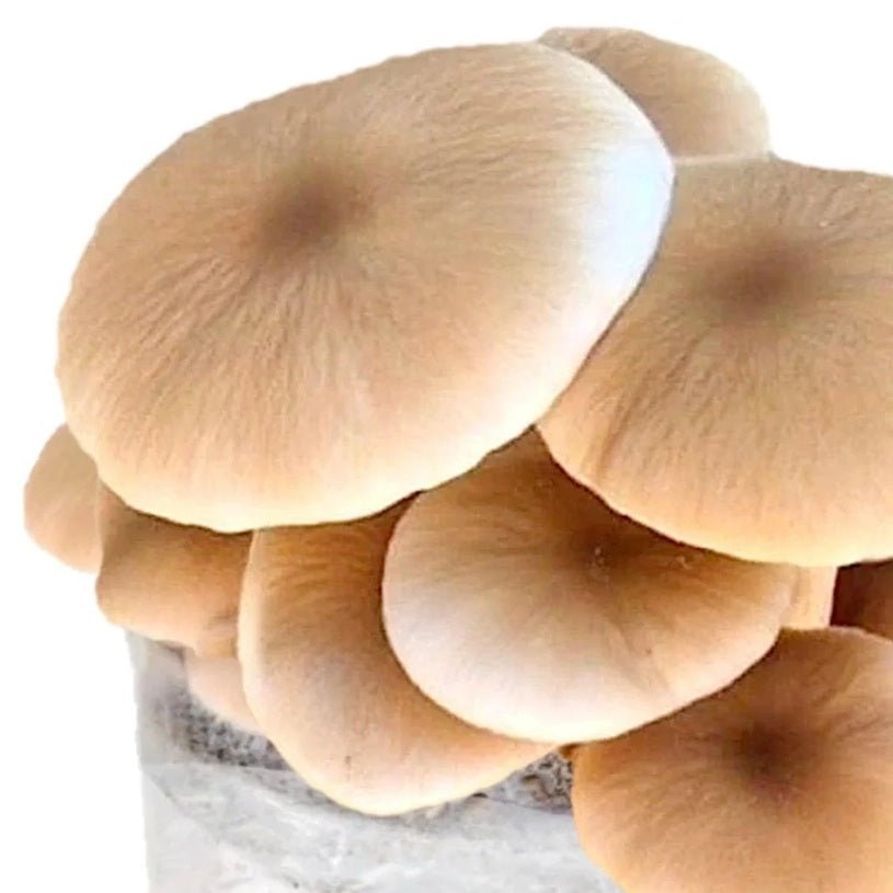 North Spore Organic Pioppino Mushroom Grow Kit Fruiting Block - BetterGrow Hydro