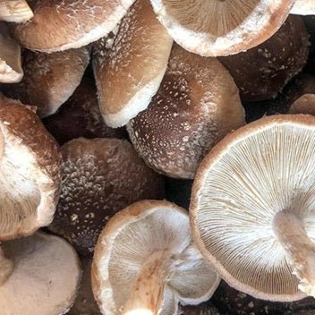 North Spore Organic Shiitake Mushroom Grow Kit Fruiting Block - BetterGrow Hydro