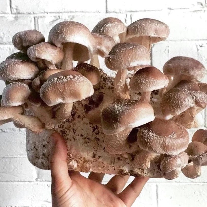 North Spore Organic Shiitake Mushroom Grow Kit Fruiting Block - BetterGrow Hydro