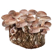 North Spore Organic Shiitake Mushroom Grow Kit Fruiting Block - BetterGrow Hydro
